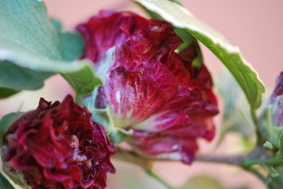 Hibiscus syriacus 'Purpurescens Variegatus' - ibišek syrský 'Purpurescens Variegatus' -květy (detail)